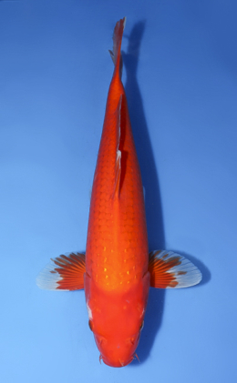 Pearl Ginrin Benigoi - koi #x0610b036