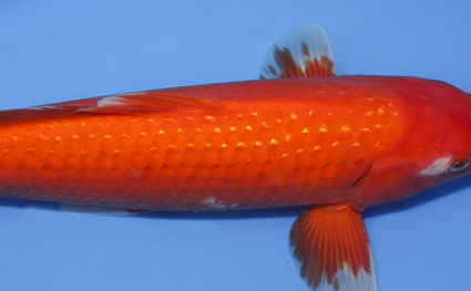Pearl Ginrin Benigoi - koi #x0610b036 - Image 3