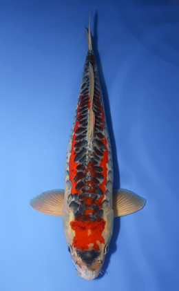 Shusui - koi #x0610s002