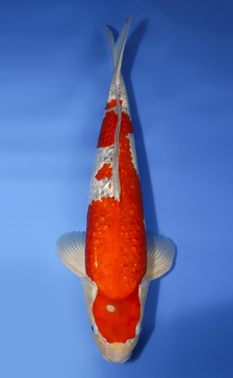 Ginrin Goshiki - koi #x0610s003