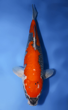 Goshiki - koi #x0610s004