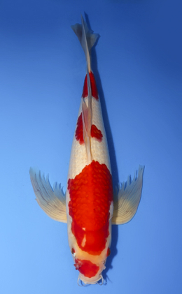 Hirenaga Kohaku - koi #x0610s005