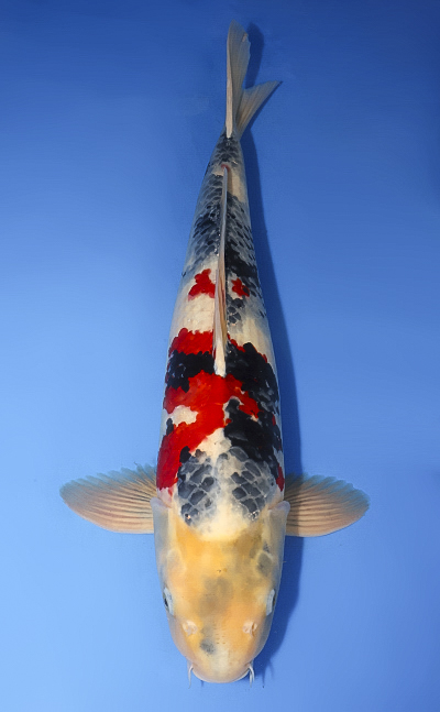 x0610s006 Showa - koi #x0610s006