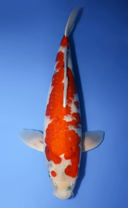 Showa - koi #x0610s007