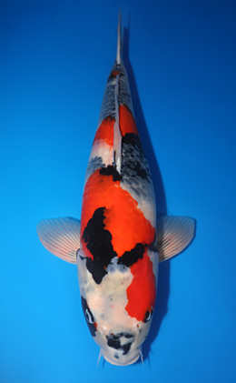 Showa - koi #x0611b001