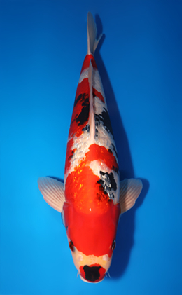 Ginrin Showa - koi #x0611b003