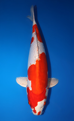 Kikusui - koi #x0611b005