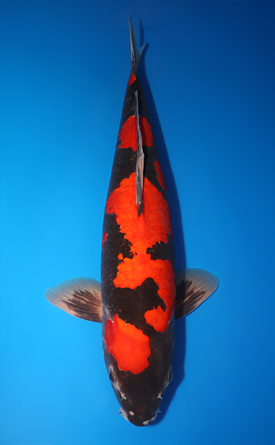 Goshiki - koi #x0611b006