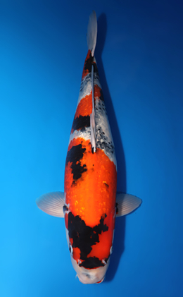 Ginrin Showa - koi #x0611b008