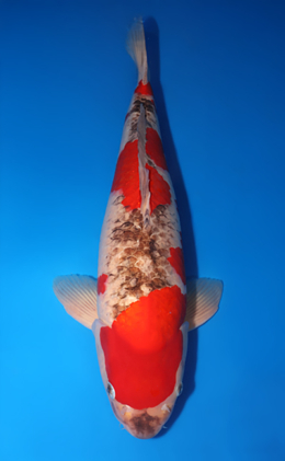 Goshiki - koi #x0611b009