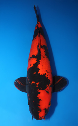 Hi Utsuri - koi #x0611b010