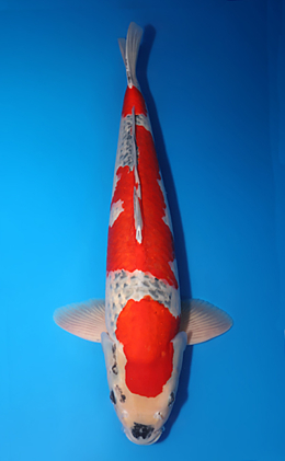 Goshiki - koi #x0611b012