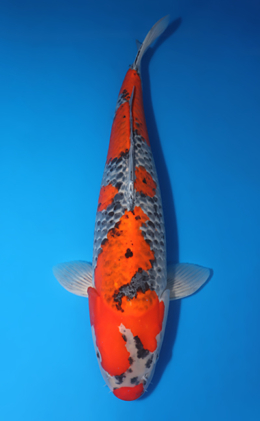 Goshiki - koi #x0611b014