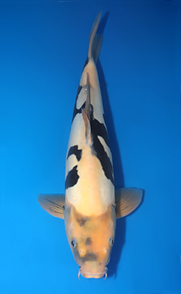Kumonryu - koi #x0611b015