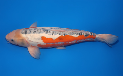 Shusui - koi #x0611b016 - Side View A