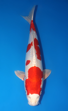 Kikusui - koi #x0611b017