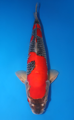 Goshiki - koi #x0611b019