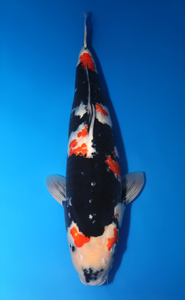 Showa - koi #x0611b021