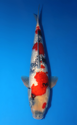 Ginrin Showa - koi #x0611b023
