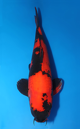 Hi Utsuri - koi #x0611b024