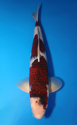 Budogoromo - koi #x0611b026