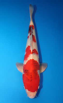 Aigoromo - koi #x0611b029
