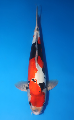 Doitsu Showa - koi #x0611b030