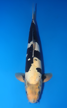 Kumonryu - koi #x0611b032