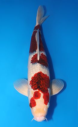 Aigoromo - koi #x0611b034