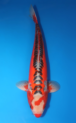 Shusui - koi #x0611b035