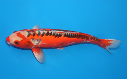 Shusui - koi #x0611b035 - Side View A