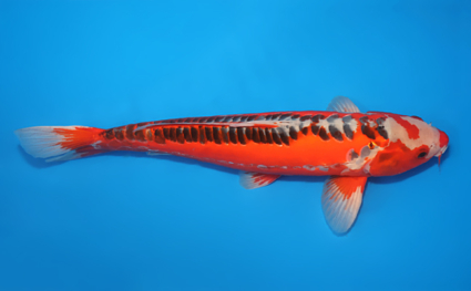 Shusui - koi #x0611b035 - Image 3