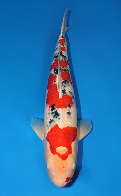 Taisho Sanke - koi #x0612b002