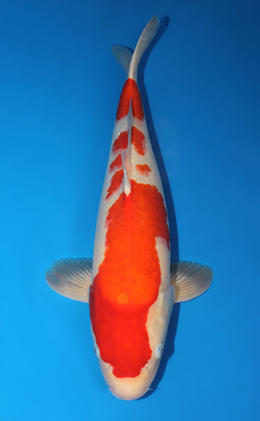 Kohaku - koi #x0612b003