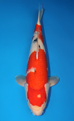 Taisho Sanke - koi #x0612b004