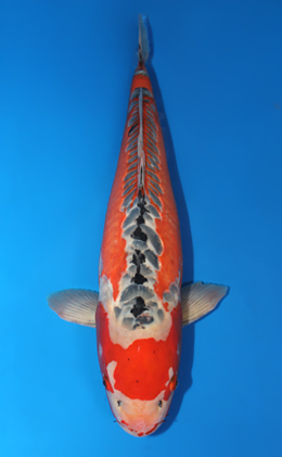 Shusui - koi #x0612b005