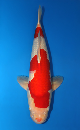 Kohaku - koi #x0612b006
