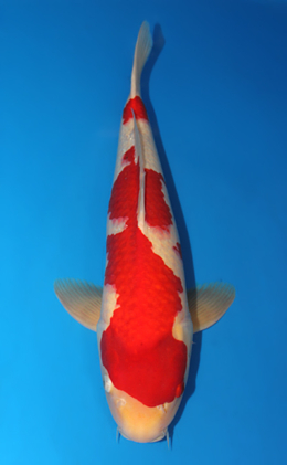 Kohaku - koi #x0612b010