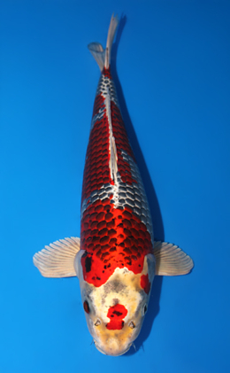 Kujyaku - koi #x0612b011