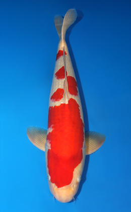 Kohaku - koi #x0612b012