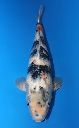 Showa - koi #x0612b013