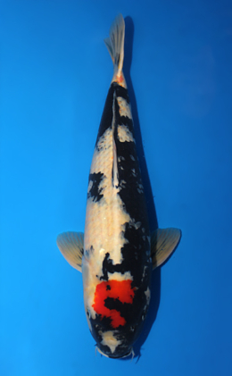 Showa - koi #x0612b015