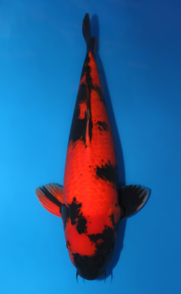 Hi Utsuri - koi #x0612b016