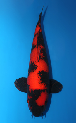 Hi Utsuri - koi #x0612b017