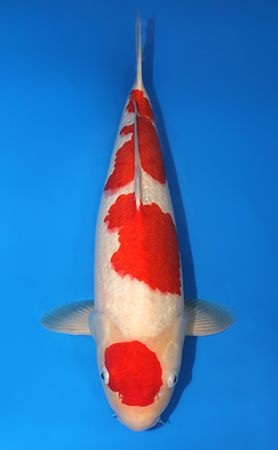 Kohaku - koi #x0612b019