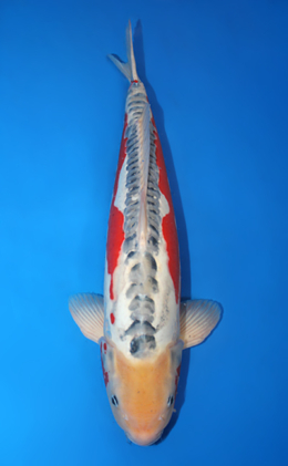 Shusui - koi #x0612b020