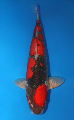 Goshiki - koi #x0612b021
