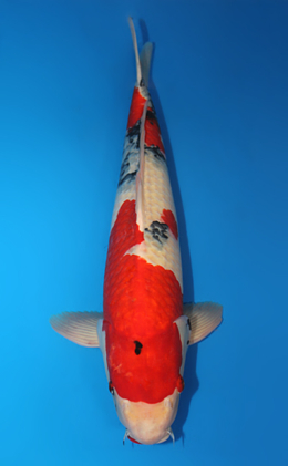 Showa - koi #x0612b023