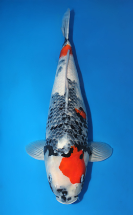 Showa - koi #x0612b024