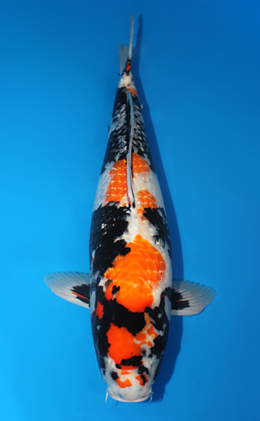 Ginrin Showa - koi #x0612b026